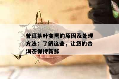 普洱茶叶变黑的原因及处理方法：了解这些，让您的普洱茶保持新鲜