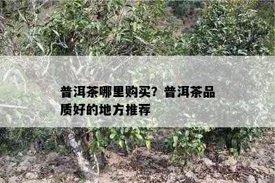 普洱茶哪里购买？普洱茶品质好的地方推荐