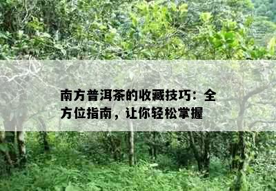 南方普洱茶的收藏技巧：全方位指南，让你轻松掌握