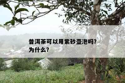 普洱茶可以用紫砂壶泡吗？为什么？