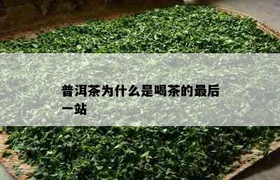 普洱茶为什么是喝茶的最后一站