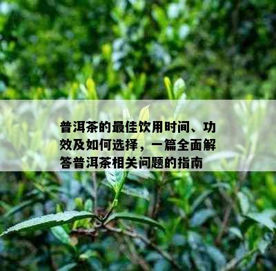 普洱茶的更佳饮用时间、功效及如何选择，一篇全面解答普洱茶相关问题的指南