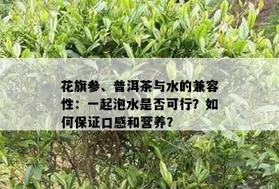 花旗参、普洱茶与水的兼容性：一起泡水是否可行？如何保证口感和营养？