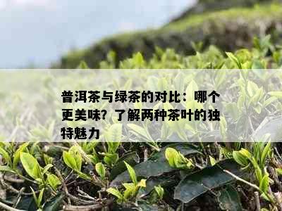 普洱茶与绿茶的对比：哪个更美味？了解两种茶叶的独特魅力