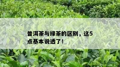 普洱茶与绿茶的区别，这5点基本说透了！