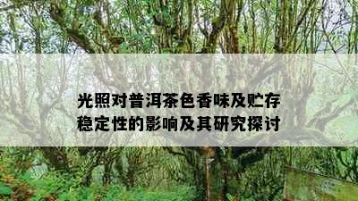 光照对普洱茶色香味及贮存稳定性的影响及其研究探讨