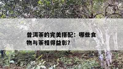 普洱茶的完美搭配：哪些食物与茶相得益彰？