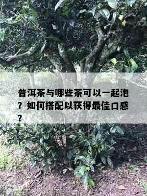 普洱茶与哪些茶可以一起泡？如何搭配以获得更佳口感？