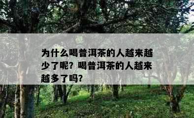 为什么喝普洱茶的人越来越少了呢？喝普洱茶的人越来越多了吗？