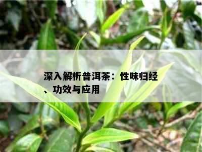 深入解析普洱茶：性味归经、功效与应用