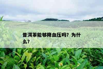 普洱茶能够降血压吗？为什么？