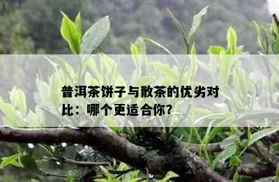 普洱茶饼子与散茶的优劣对比：哪个更适合你？