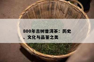 800年古树普洱茶：历史、文化与品鉴之美