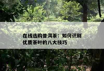 在线选购普洱茶：如何识别优质茶叶的八大技巧