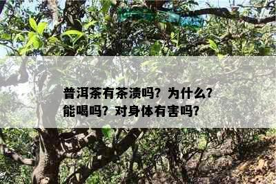 普洱茶有茶渍吗？为什么？能喝吗？对身体有害吗？