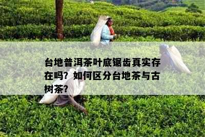 台地普洱茶叶底锯齿真实存在吗？如何区分台地茶与古树茶？