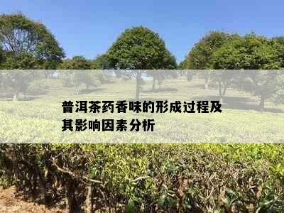 普洱茶香味的形成过程及其影响因素分析