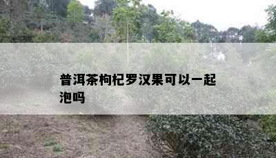 普洱茶枸杞罗汉果可以一起泡吗