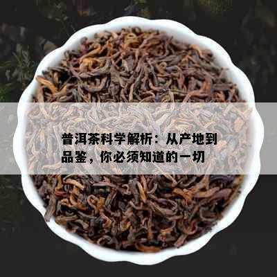 普洱茶科学解析：从产地到品鉴，你必须知道的一切