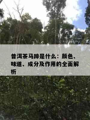 普洱茶马蹄是什么：颜色、味道、成分及作用的全面解析