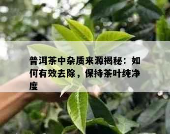 普洱茶中杂质来源揭秘：如何有效去除，保持茶叶纯净度