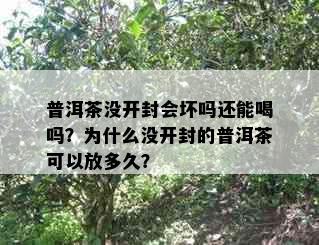 普洱茶没开封会坏吗还能喝吗？为什么没开封的普洱茶可以放多久？