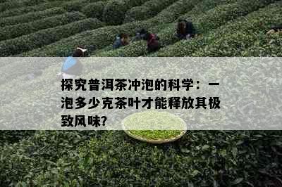 探究普洱茶冲泡的科学：一泡多少克茶叶才能释放其极致风味？