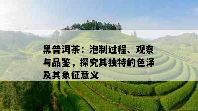 黑普洱茶：泡制过程、观察与品鉴，探究其独特的色泽及其象征意义