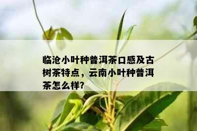 临沧小叶种普洱茶口感及古树茶特点，云南小叶种普洱茶怎么样？