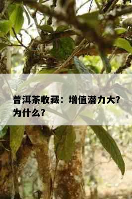 普洱茶收藏：增值潜力大？为什么？