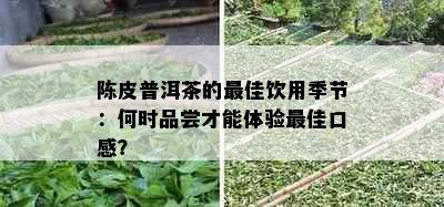 陈皮普洱茶的更佳饮用季节：何时品尝才能体验更佳口感？