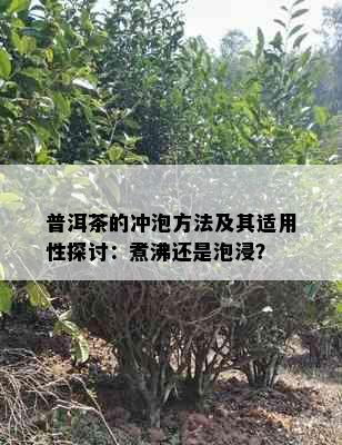 普洱茶的冲泡方法及其适用性探讨：煮沸还是泡浸？