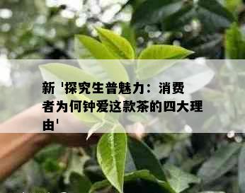 新 '探究生普魅力：消费者为何钟爱这款茶的四大理由'