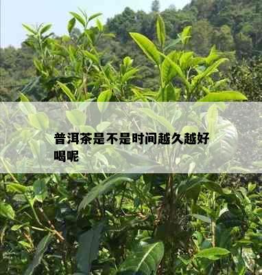 普洱茶是不是时间越久越好喝呢