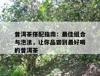 普洱茶搭配指南：更佳组合与泡法，让你品尝到更好喝的普洱茶