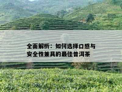 全面解析：如何选择口感与安全性兼具的更佳普洱茶