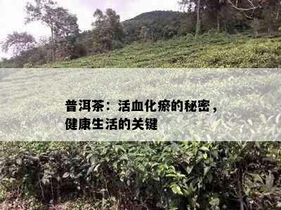 普洱茶：活血化瘀的秘密，健康生活的关键