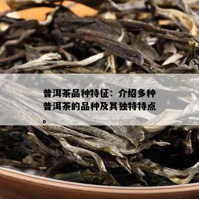 普洱茶品种特征：介绍多种普洱茶的品种及其独特特点。