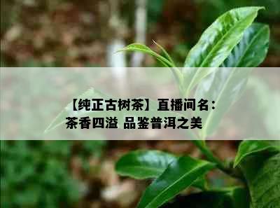 【纯正古树茶】直播间名：茶香四溢 品鉴普洱之美