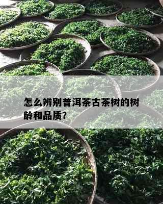 怎么辨别普洱茶古茶树的树龄和品质？