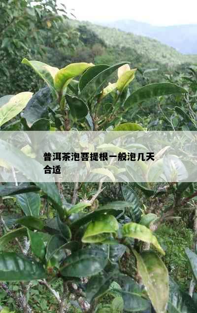 普洱茶泡菩提根一般泡几天合适