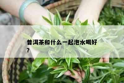 普洱茶和什么一起泡水喝好？