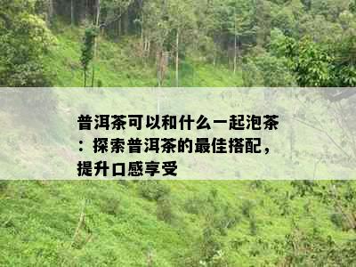 普洱茶可以和什么一起泡茶：探索普洱茶的更佳搭配，提升口感享受