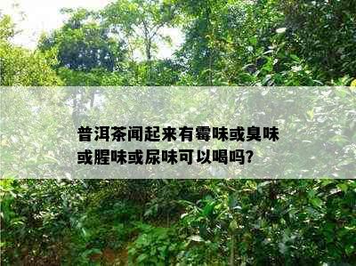 普洱茶闻起来有霉味或臭味或腥味或尿味可以喝吗？