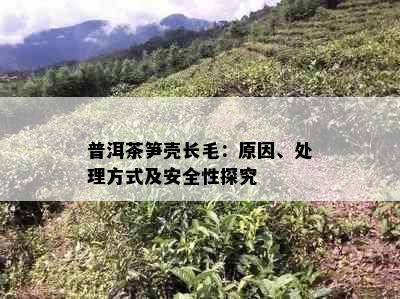 普洱茶笋壳长毛：原因、处理方式及安全性探究