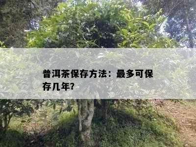 普洱茶保存方法：最多可保存几年？