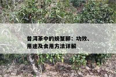 普洱茶中的螃蟹脚：功效、用途及食用方法详解