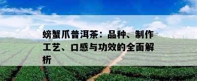 螃蟹爪普洱茶：品种、制作工艺、口感与功效的全面解析