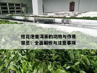 桂花泡普洱茶的功效与作用禁忌：全面解析与注意事项