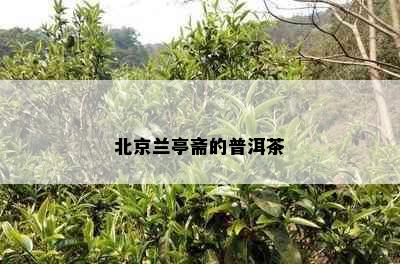 北京兰亭斋的普洱茶